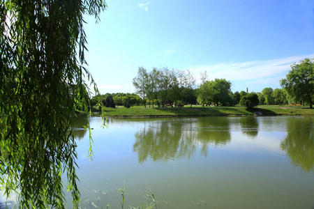 城市公园池塘在夏天。从树枝看池塘和公园的风景