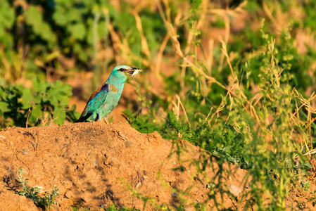 欧洲滚筒或 Coracias garrulus