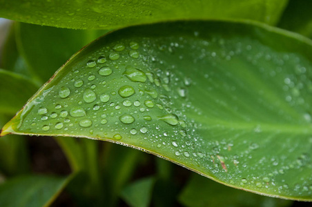 热带植物叶片上滴下的雨滴特写