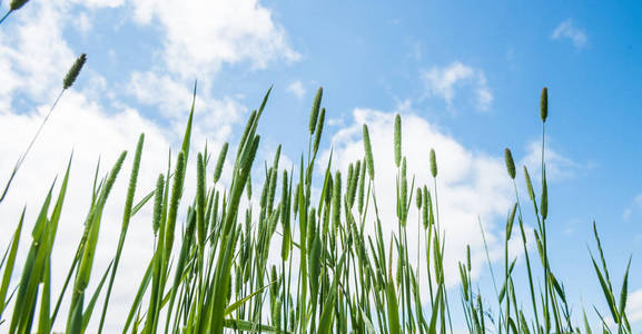 野生小麦草图片