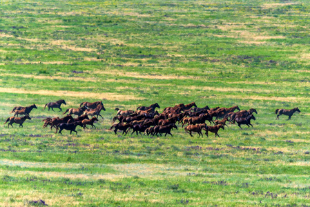 野马 gallopping 在夏天草甸