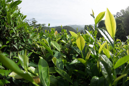 春季绿色茶树特写图片