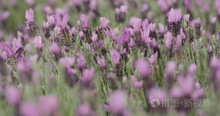 花园里的紫色薰衣草花