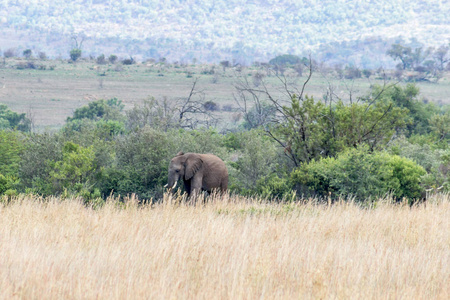 非洲大象在兰斯堡国家公园