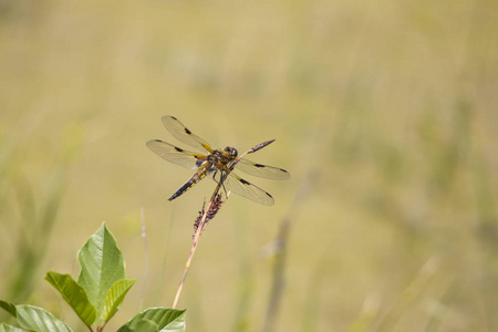 四斑点蜻蜓里勃留拉 quadrimaculata 坐在一个群落生境附近巴伐利亚城市奥格斯堡在草刀片