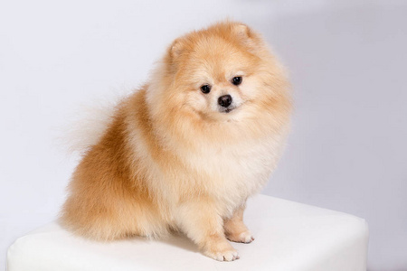 家养的狗品种波美拉尼亚是家养小狗的品种照片