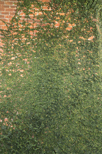 老纹理砖墙, 背景, 详细的模式覆盖在常春藤