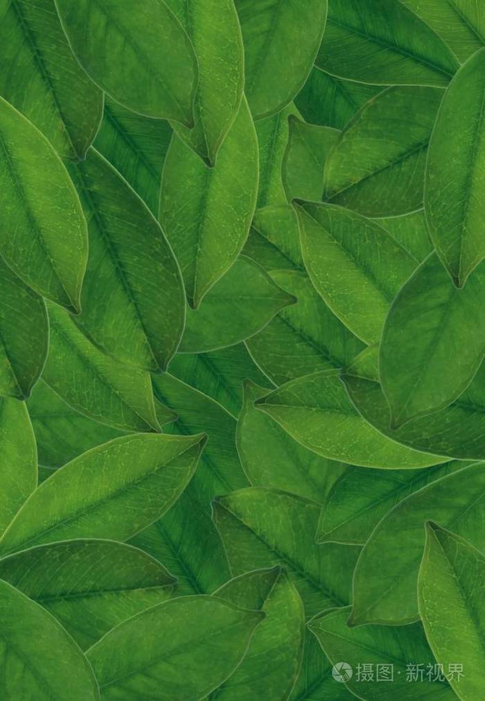 生态学概念, 抽象绿色叶子纹理或绿色灌木墙纸背景