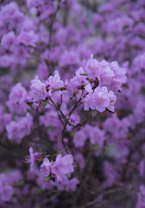 树枝上的紫色花朵