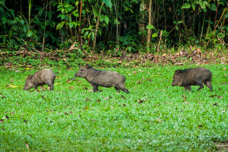 伯利兹鸡冠盆地野生动物保护区野猪