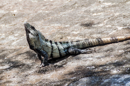 黑鬣蜥在玛雅城市 Coba 的废墟, 墨西哥