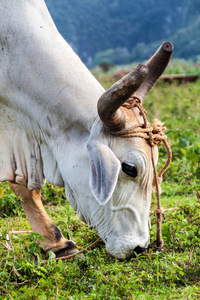 瘤牛在古巴威纳尔斯山谷的田野里