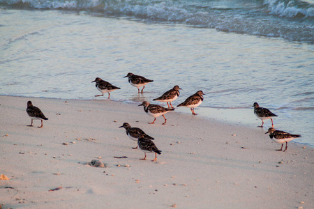 turnstones 与蚤缀 interpres 群在古巴吉隆滩村的海滩上