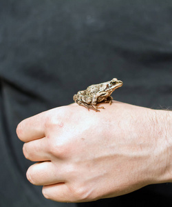 苗条的, 红棕色的沼青蛙 arvalis 蛙 坐在一个人的手上。这半水栖两栖动物是家庭蛙科的成员, 或真正的青蛙