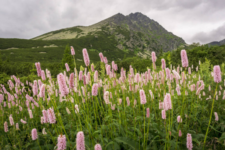 山上的花朵对 Gerlach 峰的背景。Velicka 山谷。Tatra 山。斯洛伐克