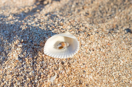 小贝壳在沙子的一个大贝壳里面照片