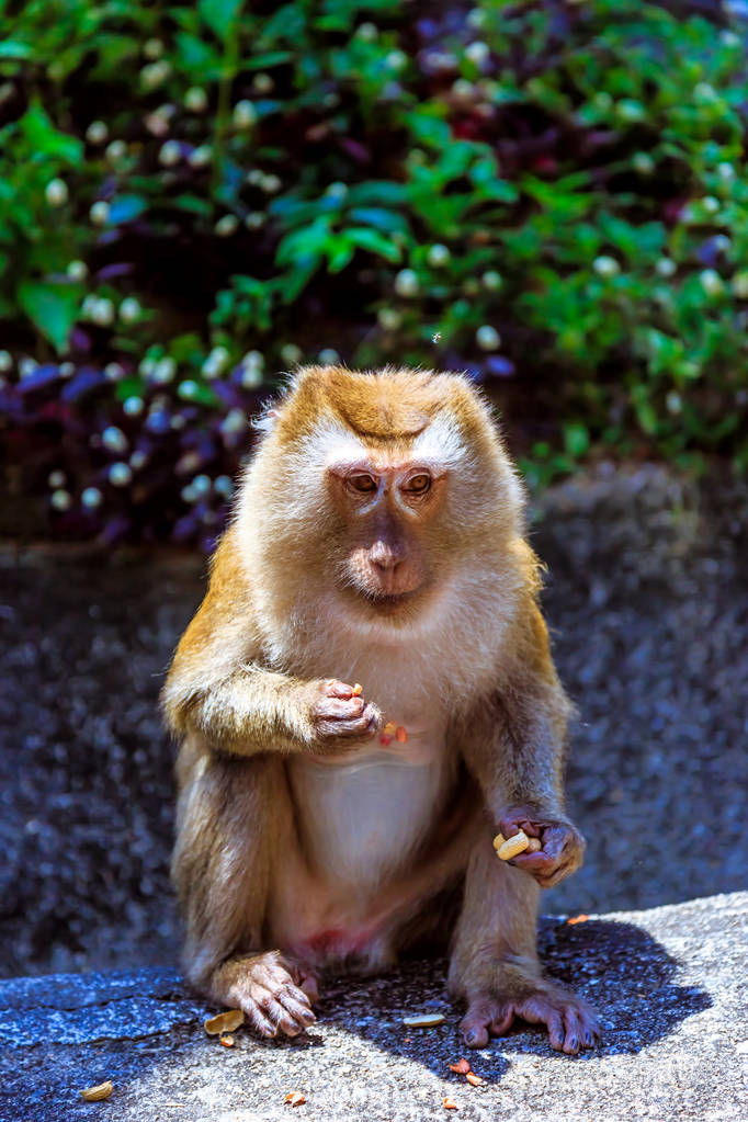 猴子吃花生在猴山, 普吉岛, 泰国