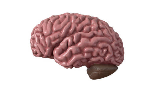 人类大脑在白色背景下被隔离。3d 插图