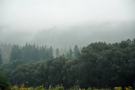 美丽的绿色风景在雾和雨的全景