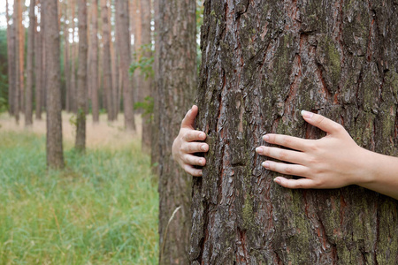 在森林里的树树干一个年轻女子抱着树干在森林里照片