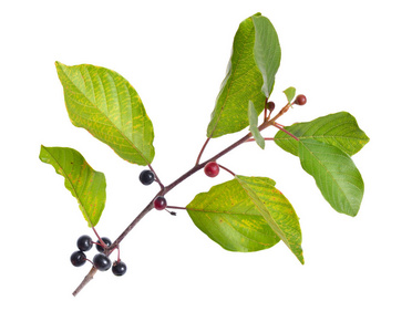 森林, 波兰, 欧洲, 春季阳光下的慢流森林河和桤木树切的桤木树的年轮