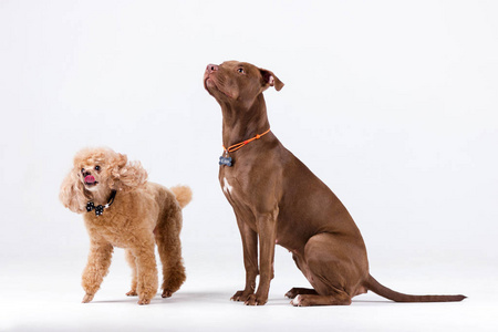 纯比特犬白色背景的红狗 pitbullterrier 巧克力照片