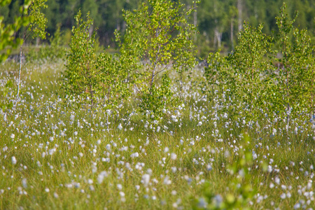 一个美丽的沼泽景观充满了 cottongrass 的花朵在早晨。拉脱维亚北欧湿地春季风光