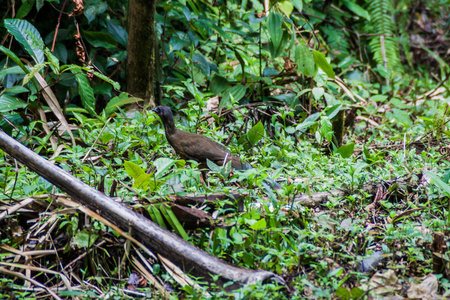 伯利兹鸡冠盆地野生动物保护区平原 chachalaca Ortalis vetula