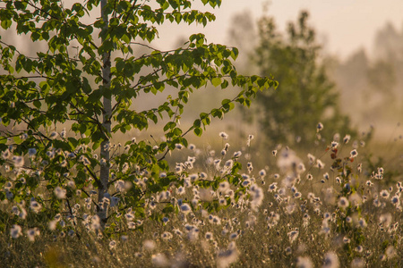 一个美丽的沼泽景观充满了 cottongrass 的花朵在早晨。拉脱维亚北欧湿地春季风光