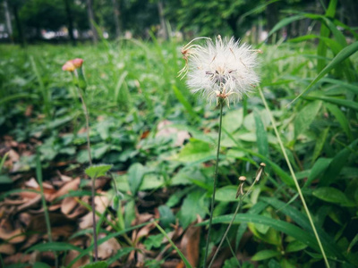 小毛茸茸的蒲公英花, 白色蓬松的花瓣和东西顶部类似于干燥的花朵在一个旺盛的绿色草坪上