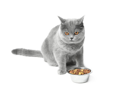 可爱的猫和碗与食物在白色背景