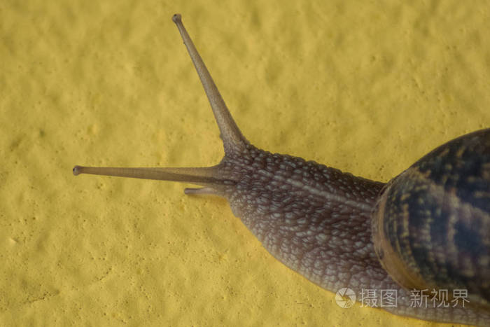 黄色背景蜗牛