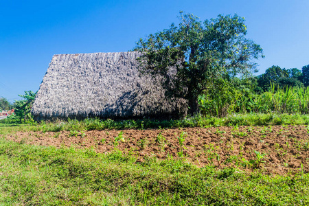 古巴威纳尔斯附近的烟草场和干燥屋