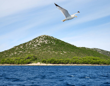 海鸥在亚得里亚海 Pasman 岛附近飞行。克罗地亚
