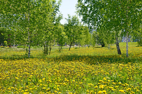 美丽的风景绿色的树林, 绿色的草地上黄色的颜色照片