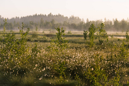 一个美丽的沼泽景观充满了 cottongrass 的花朵在早晨。拉脱维亚北欧湿地春季风光