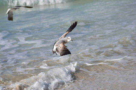 大海鸟信天翁飞过泡沫波