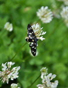 蝴蝶 Amata phegea 坐在一朵白色三叶草的花朵上