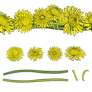 在白色背景和图案画笔上隔离的黄色蒲公英的矢量集。插图