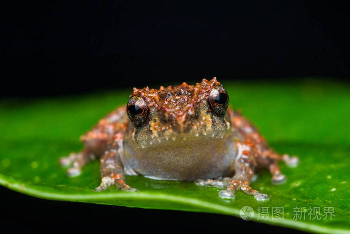 婆罗洲岛美丽蛙的宏观形象