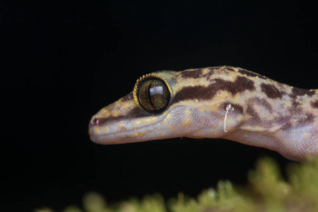 美丽的庇角壁虎 Cyrtodactylus baluensis, Kundasang, 婆罗洲庇角壁虎全身射击