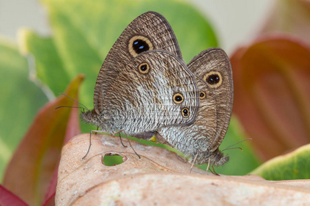 婆罗洲岛 maiting 蝴蝶的宏观形象