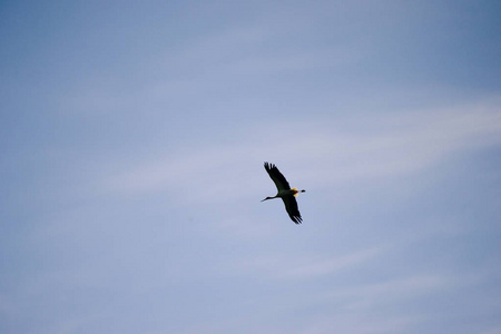 论飞鸟对晴空蓝天的看法照片