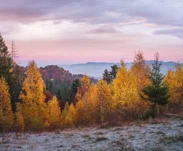 美丽的秋天的树木在山坡上。用红色和黄色的树叶落叶林