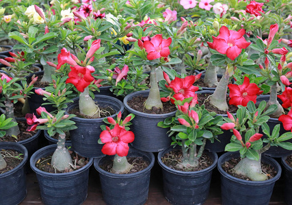 Adenium 花在黑塑料壶