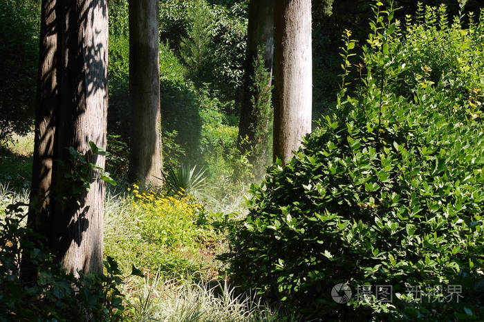 树林里的灌木丛和黄色的花, 在明亮的阳光照射下光滑光滑的树干上的