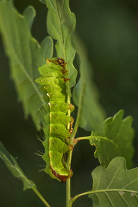 大卧蚕日本橡木 silkmoth-柞蚕蚕, 来自东亚林地的大黄橙蛾照片
