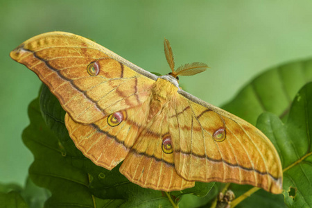 日本橡木 silkmoth柞蚕蚕, 来自东亚林地的大黄橙蛾照片