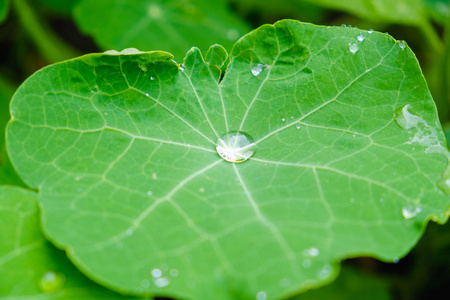 一大片美丽的雨滴在绿叶的宏观上。清晨的露珠在阳光下发光。美丽的叶子质地在自然。自然背景