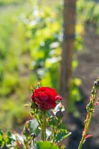 红玫瑰和木柱子与藤蔓在波尔多葡萄园。法国圣波尔多地区葡萄园中新的葡萄芽和幼叶在春天生长与玫瑰
